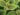 pilea-mollis-824