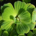 Water Cabbage