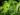 pistia-stratiotes-516