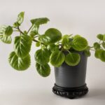 Swedish Ivy