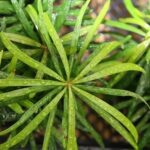 Buddhist Pine