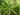 podocarpus-macrophyllus-940