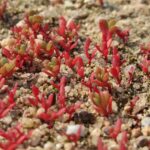 Baby Sun Rose