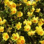 Wingpod Purslane