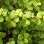 Elephant Bush
