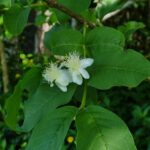 Guava