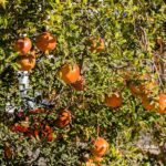 Dwarf Pomegranate