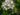 pyrus-communis
