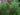 rosmarinus-officinalis-73
