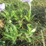 Wild Petunia