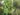 ruellia-humilis-1566