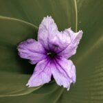 Mexican Petunia