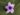 ruellia-simplex-518