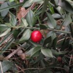 Butcher’s Broom