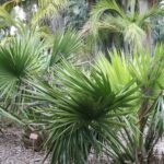 Dwarf Palmetto