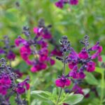 Autumn Sage