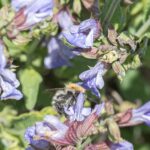 Common Sage
