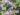salvia-officinalis-1081