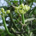 Caustic Vine