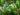 schefflera-actinophylla-997