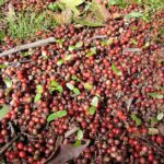 Brazilian Pepper Tree