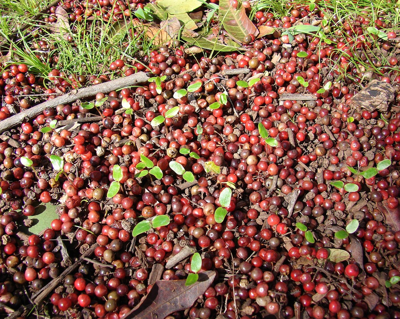 Brazilian Pepper Tree
