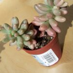 Jelly Bean Plant