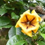 Cup of Gold Vine