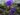 solanum-aviculare-988