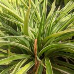 Spider Grass