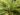 spider-grass