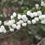 Bridal Wreath Spirea