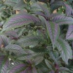 Persian Shield