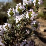 Thyme