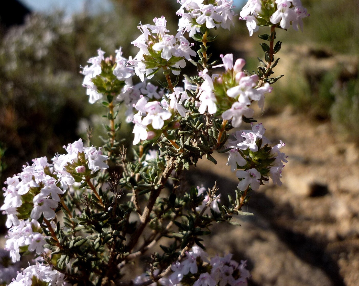 Thyme