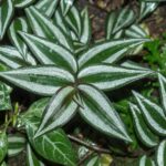 Wandering Jew