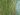 typha-angustifolia-1007