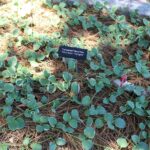Vinca Vine
