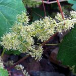 Grapevine