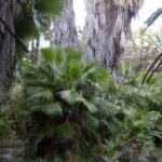 Mexican Fan Palm
