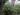 washingtonia-robusta-924