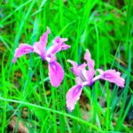 Wild Iris