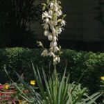 Adam’s Needle, Needle Palm