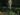 yucca-filamentosa