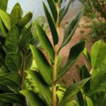 ZZ Plant