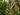 zamioculcas-zamiifolia-6