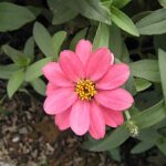 Mexican Zinnia