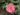 zinnia-haageana-471