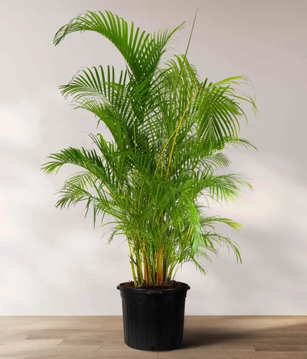 07_PALM_ARECA_01